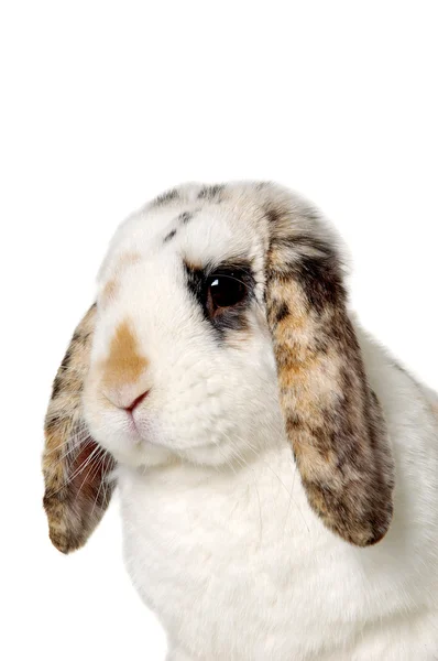 Kaninchengesicht — Stockfoto