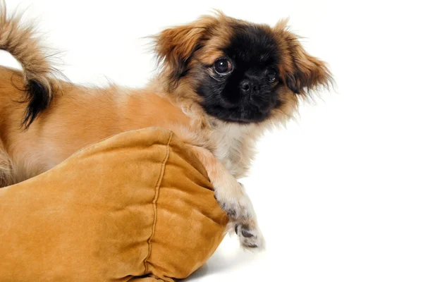 Puppy in dog bed — Stock Photo, Image