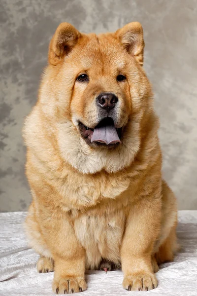 Chow Hund rastet aus — Stockfoto
