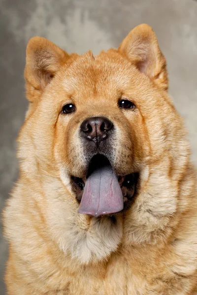 Cara de cão Chow — Fotografia de Stock