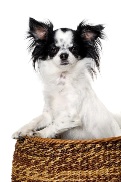 Chihuahua geïsoleerd op witte achtergrond — Stockfoto