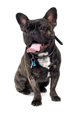 Beyaz arka plan üzerinde Fransız bulldog köpek
