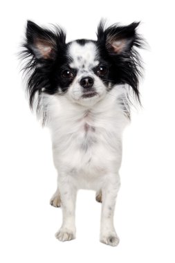 Chihuahua beyaz arka planda izole edilmiş.