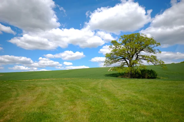 Baum auf Hügel — Stockfoto