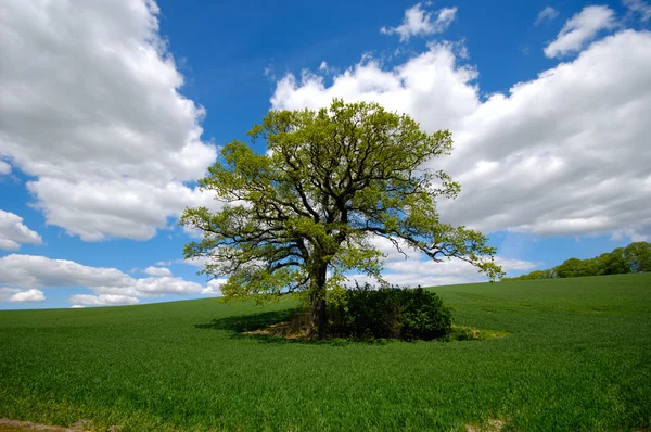 Baum auf Hügel — Stockfoto