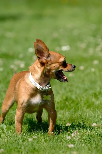 緑の草の上のチワワ犬 — ストック写真