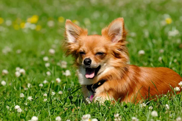 Yeşil çimlerin üzerindeki chihuahua köpeği. — Stok fotoğraf