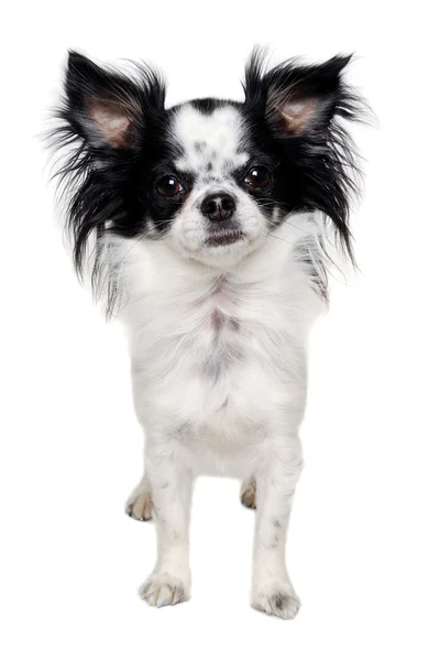 Chihuahua isolado no fundo branco — Fotografia de Stock