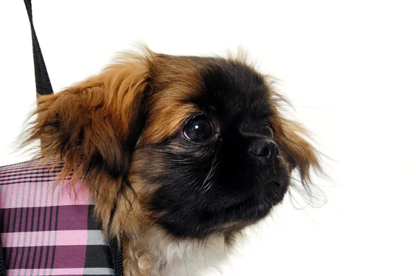 Cara de perro cachorro en bolsa — Foto de Stock