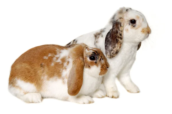 Two rabbits isolated on a white background — Stock Photo, Image