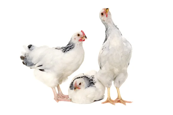 Chickens on white background — Stock Photo, Image