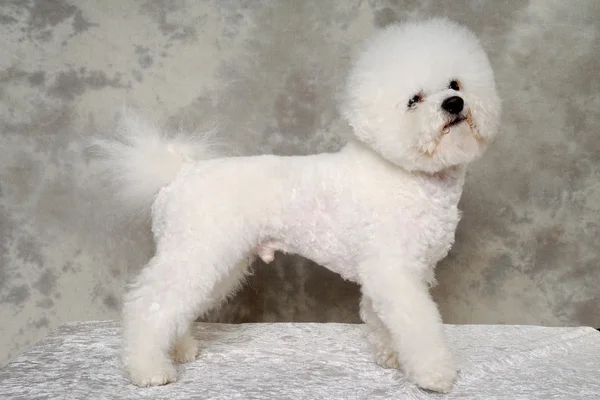 Standing poodle dog — Stock Photo, Image