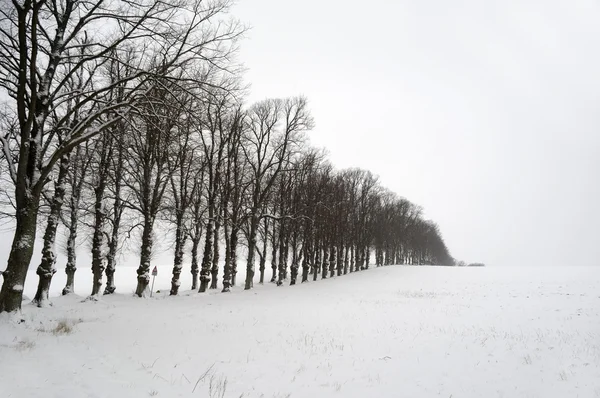 Bomen in de winter — Stockfoto