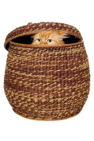 Chat se cache dans un panier . — Photo