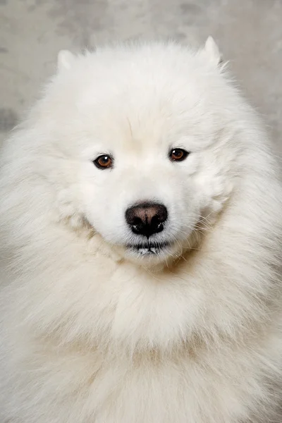 Cara de perro samoyedo — Foto de Stock