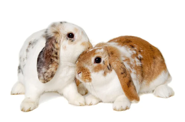 하얀 배경에 고립 된 토끼 두 마리 — 스톡 사진