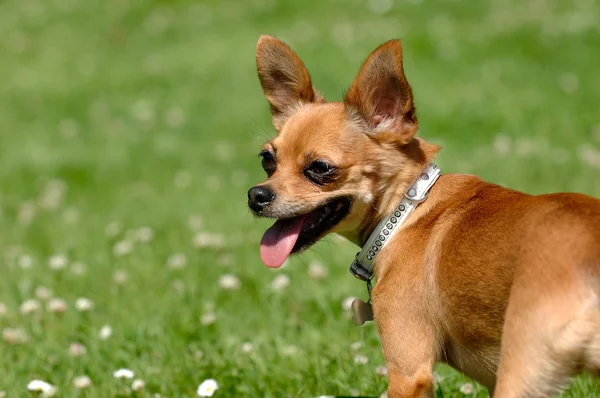 Chihuahua σκυλί στο πράσινο γρασίδι — Φωτογραφία Αρχείου