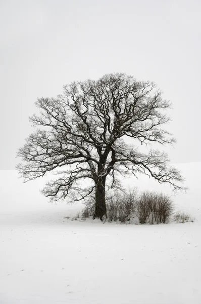 Árvore em colina no inverno — Fotografia de Stock