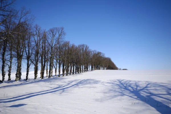 Los árboles en la colina en invierno —  Fotos de Stock