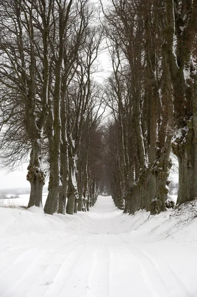 Camino en invierno — Foto de Stock