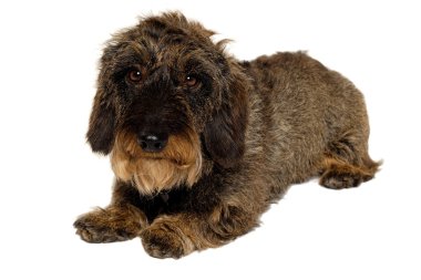 Beyaz arkaplanda dachshund köpeği