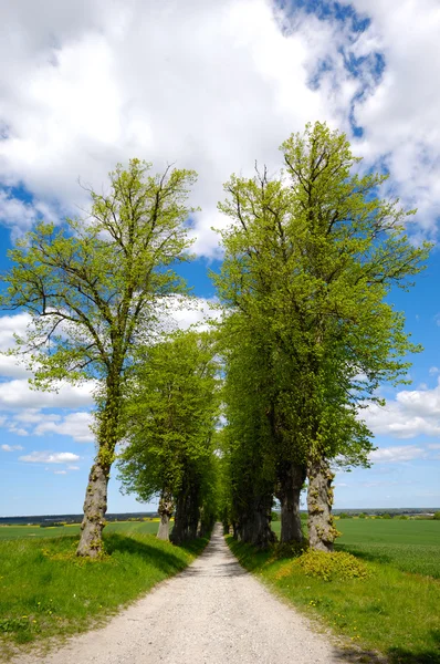 Weg mit Bäumen — Stockfoto