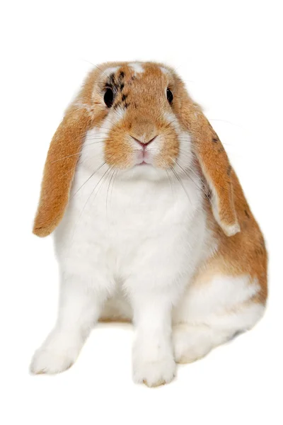 Kanin isolerad på vit bakgrund — Stockfoto