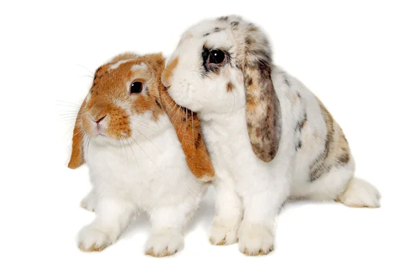 Due conigli isolati su fondo bianco — Foto Stock