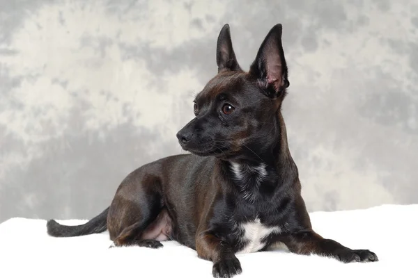 Cão-cachorro preto — Fotografia de Stock