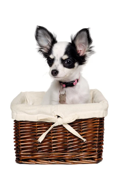 Chihuahua dog in a basket. — Stock Photo, Image