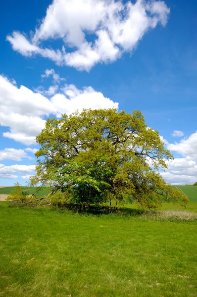 Paisaje Con Árbol Una Colina Cielo Azul Con Nubes Blancas — Foto de Stock