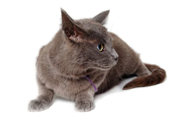 Graue Katze Sucht Isoliert Auf Einem Weißen Hintergrund — Stockfoto
