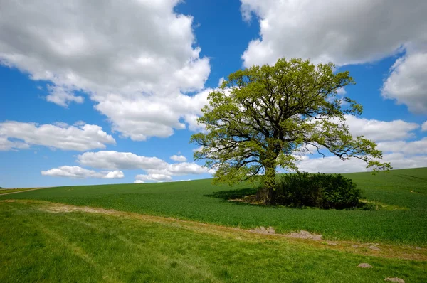 Landskap Med Ett Träd Kulle Himlen Blå Med Vita Moln — Stockfoto