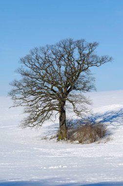 Tree Hill, kış. zemin kar ile örtmek..