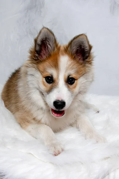 Norwegian Lundhund Cane Sta Riposando Sta Guardando Nella Camara Alcune — Foto Stock