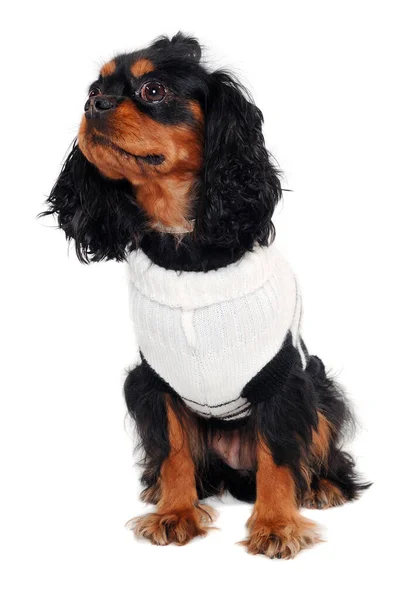 Sad Cavalier King Charles Spaniel Dog Isatet White Background — 스톡 사진