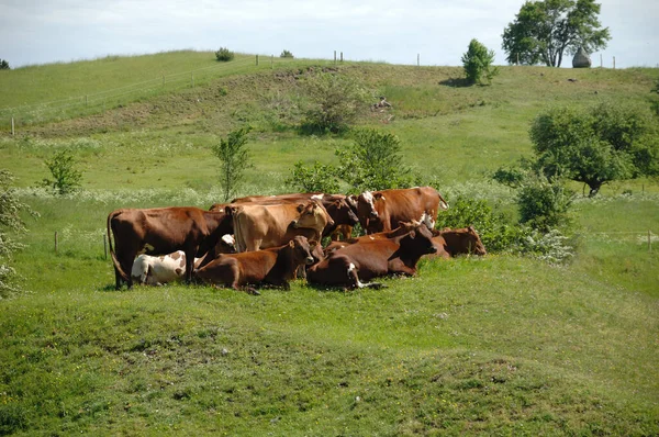 Grupo Vacas Hierba Verde —  Fotos de Stock