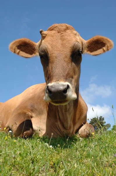 Dolce Mucca Appoggiata Sull Erba Verde — Foto Stock