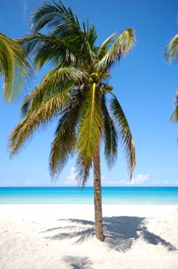 Tropikal plajda avuç içi, Varadero Küba