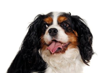 Mutlu Şövalye Kral Charles Spaniel beyaz arka planda köpek karantinası