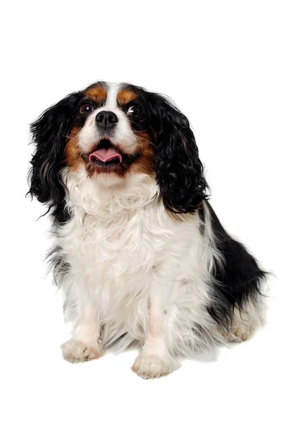 Happy Cavalier King Charles Spaniel Dog Isolatet White Background — Stock Photo, Image
