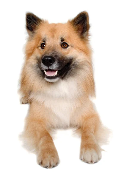 Happy Eurasier Pes Izolovaný Bílém Pozadí — Stock fotografie
