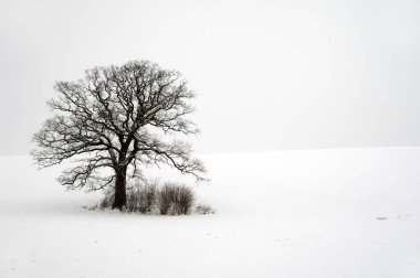 Tree Hill, kış. zemin kar ile örtmek..