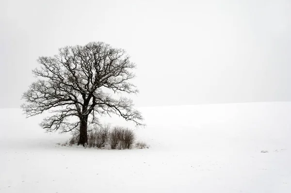 Albero Collina Inverno Terreno Coperto Neve — Foto Stock