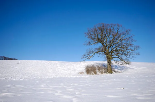 Albero Sulla Collina All Inverno Terreno Coperto Neve — Stockfoto