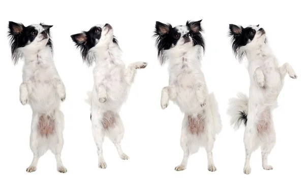 Chihuahua Psi Stojící Bílém Pozadí — Stock fotografie