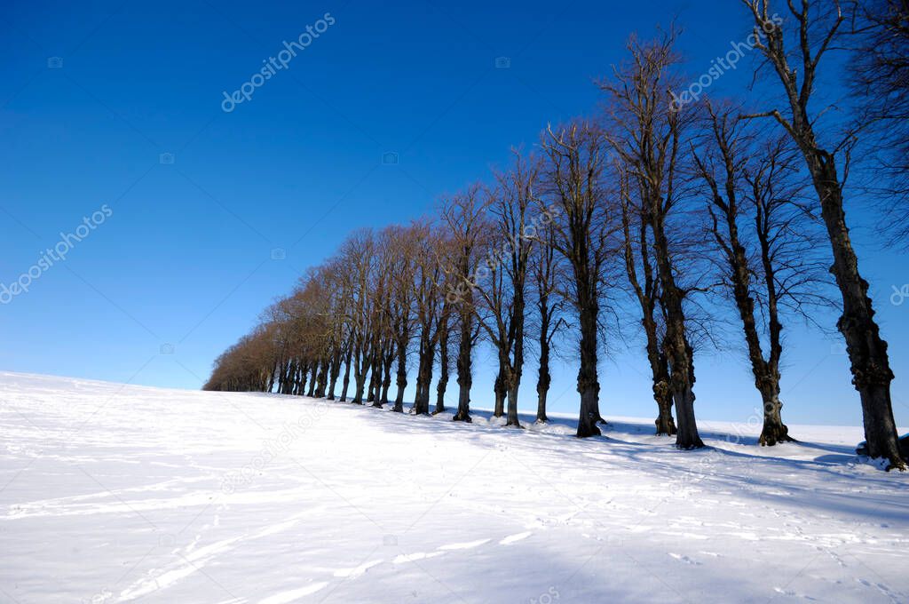 Trees at winter time. The sun is shining and the sky is blue. The ground is coverd with snow.