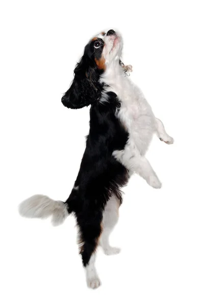 Triste Chien Cavalier King Charles Spaniel Debout Sur Fond Blanc — Photo