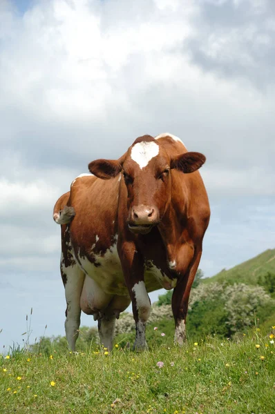 悲しい牛は緑の草の上に立っている — ストック写真