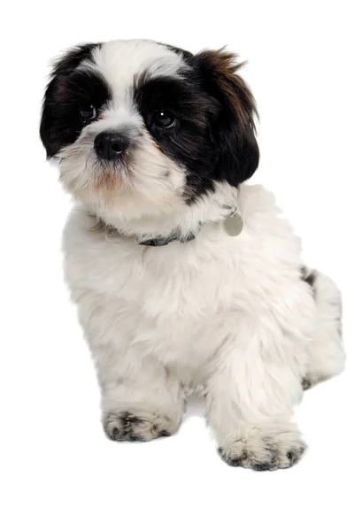 Smutny Pies Shih Tzu Izolowany Białym Tle — Zdjęcie stockowe